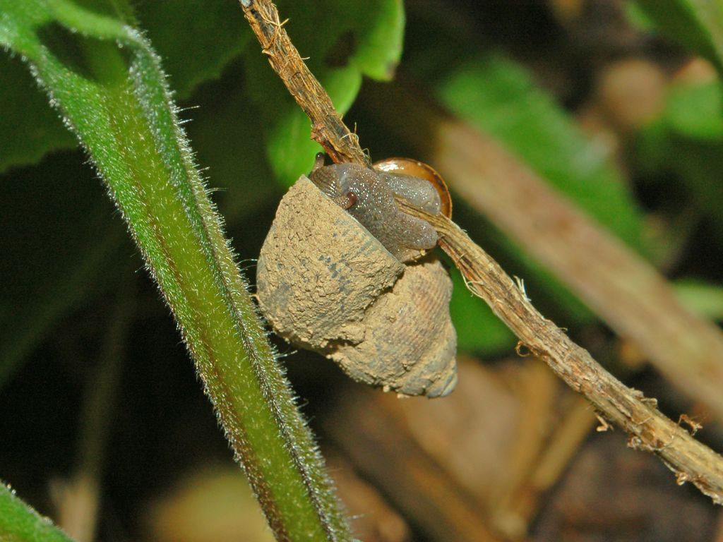 Pomatias elegans (Mller, 1774)